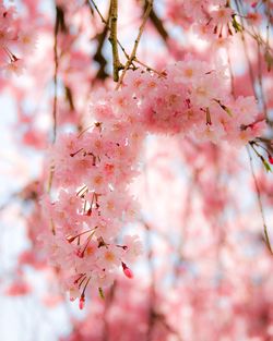 Close-up of cherry blossoms