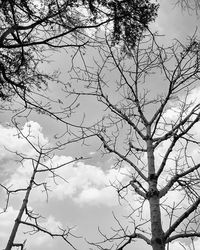 Low angle view of bare tree against sky