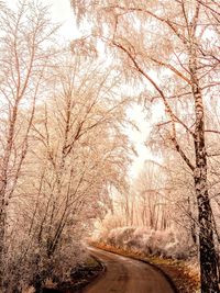 Road amidst trees in forest during winter