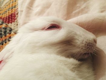 Close-up of a dog