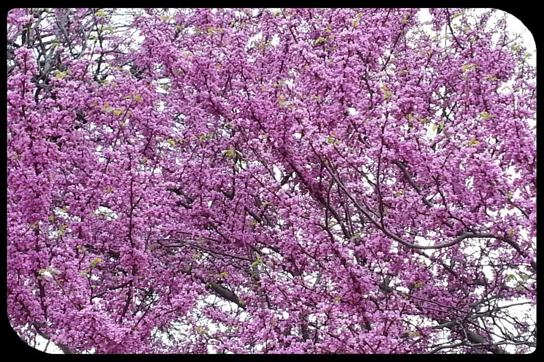 flower, growth, freshness, transfer print, beauty in nature, fragility, pink color, auto post production filter, blossom, nature, tree, petal, branch, blooming, full frame, in bloom, backgrounds, springtime, botany, pink