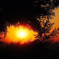 Silhouette of trees at sunset