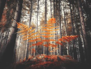 Pine trees in forest during autumn