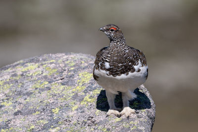 Close-up of bird perching on rock