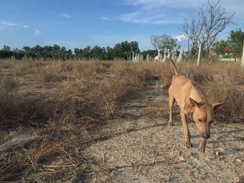 View of dog on field