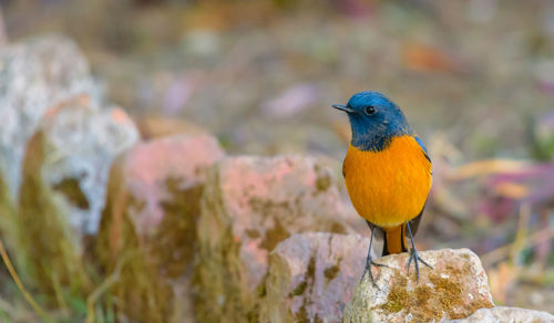 Close-up of bird perching on rock