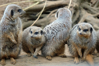 Close-up of meerkat mob family