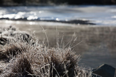 Close-up of plants in water