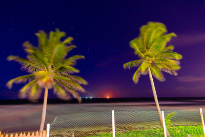 Palm tree against sky at night