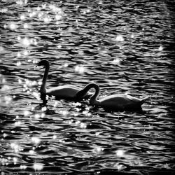 Ducks swimming in lake
