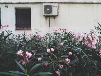 Pink flowers blooming in backyard