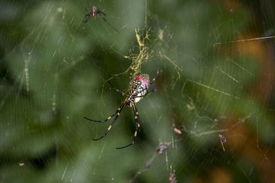 Close-up of spider on web