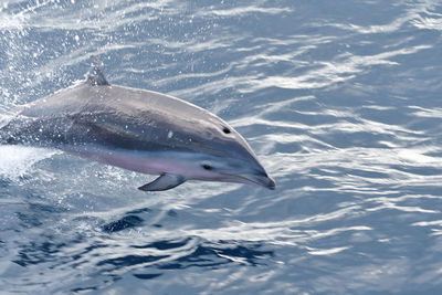 Dolphin diving in sea