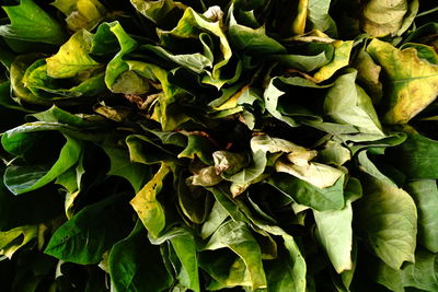 Full frame shot of fresh green leaves