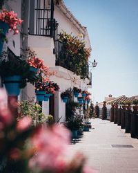 Plants on houses against sky during sunny day