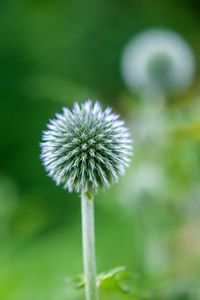 Close-up of dandelion flower