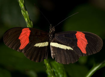 Close-up of butterfly on flower