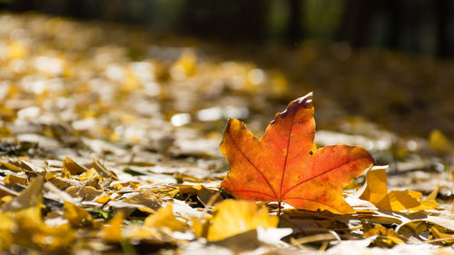 Close-up of autumn leaf on field