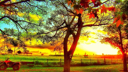 Sun shining through trees on field