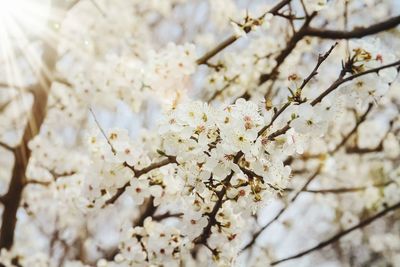 Close-up of white cherry blossom tree