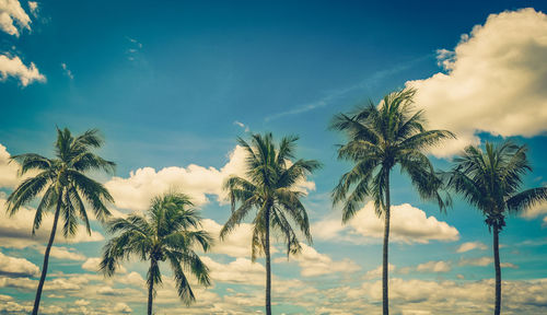 Coconut palm tree on blue sky background with vintage toned.