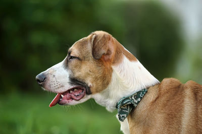 Close-up of dog looking away