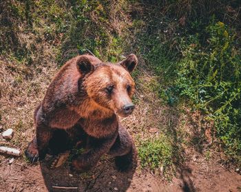 Close-up of bear