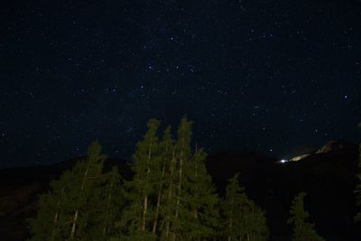 Low angle view of trees against sky at night