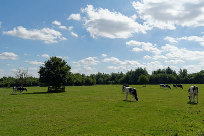 Horses grazing on field against sky