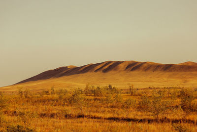 Scenic view of field against clear sky