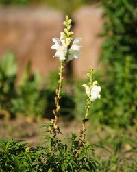 Close-up of flowering plant on field