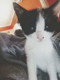 Close-up portrait of cat at home