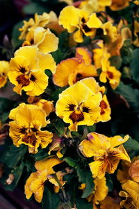 Close-up of yellow flower