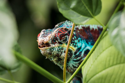 Close-up of insect on leaves
