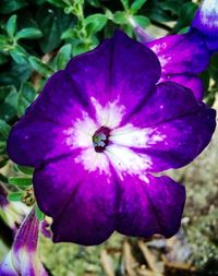 Close-up of purple flowers