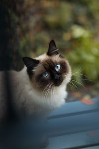 Close-up portrait of a cat