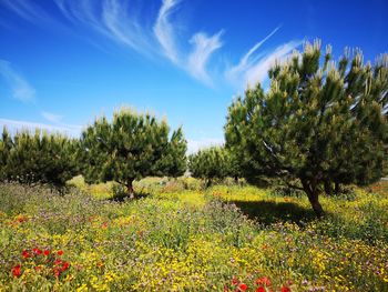 Scenic view of flowering plants on field against sky