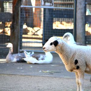 Sheep standing in animal shelter