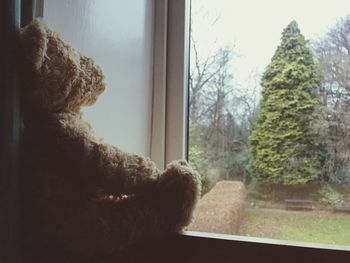 Close-up of person looking through window at home