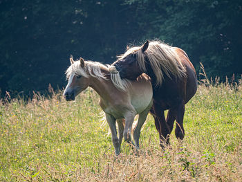 Horses on pasture, petting