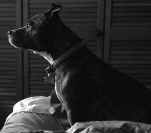 Close-up of dog sleeping