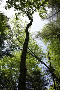 Low angle view of trees against sky