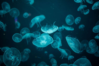 Close-up of jellyfish swimming in sea