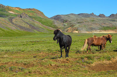 Horses in a field