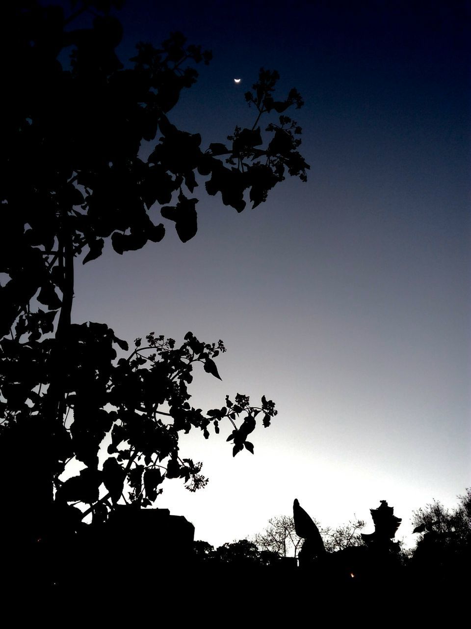 LOW ANGLE VIEW OF SILHOUETTE TREES AGAINST SKY