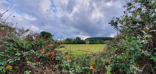 Scenic view of field against sky