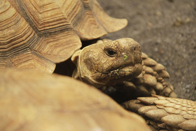 Close-up of lizard