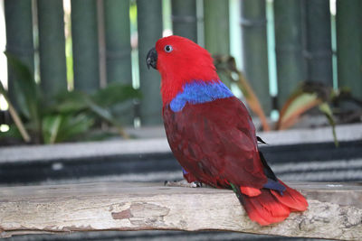 Close-up of parrot perching on wood