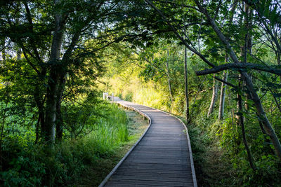 Footpath amidst trees in forest