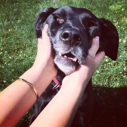 Cropped image of woman hand holding dog on field